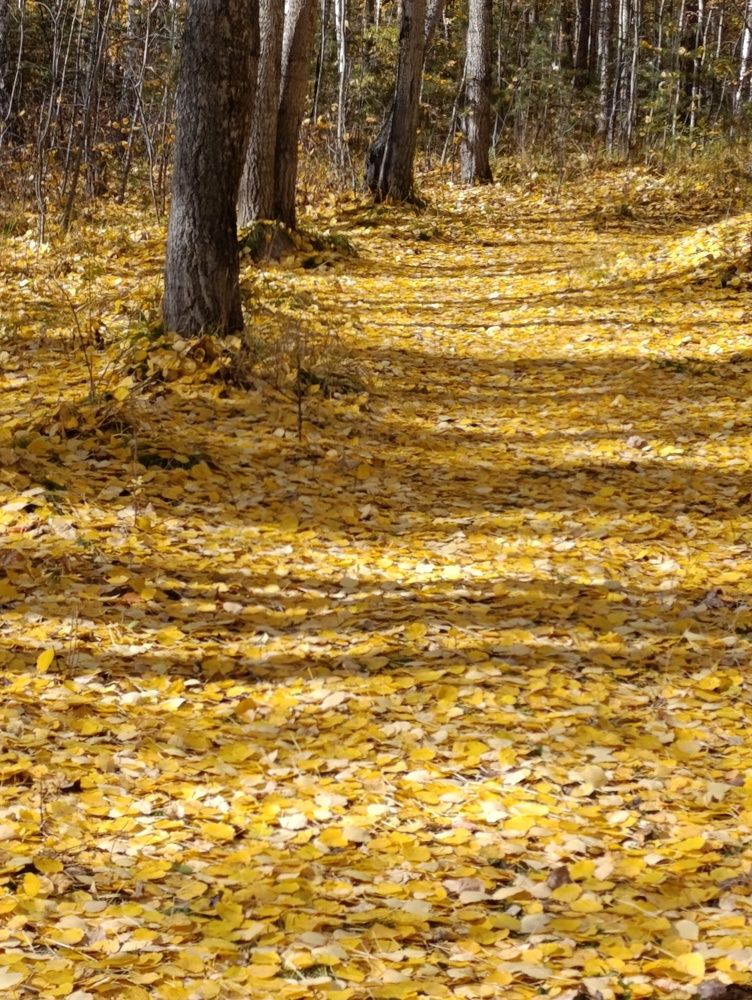 Photograph by Елена Шишкина