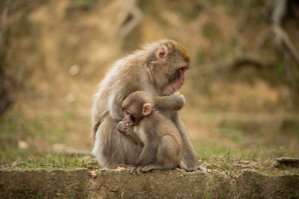 Photograph by Лейла Матар