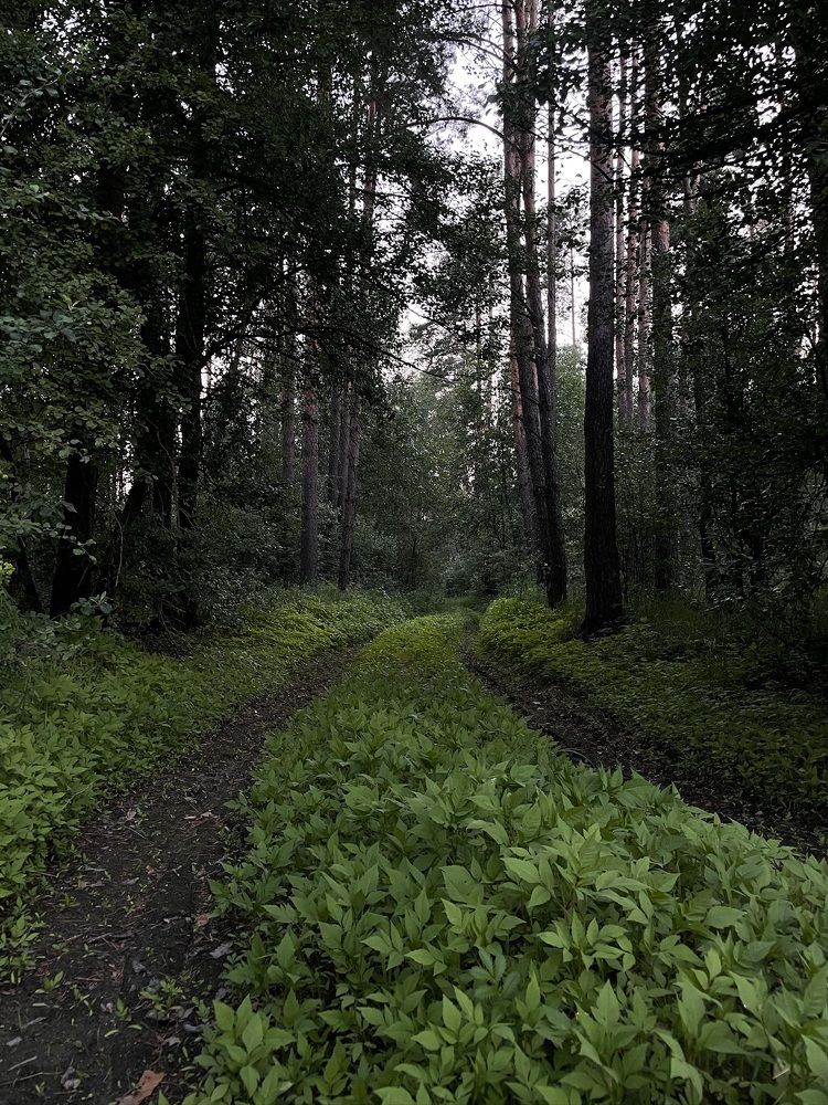 Photograph by Анна Пигулевская