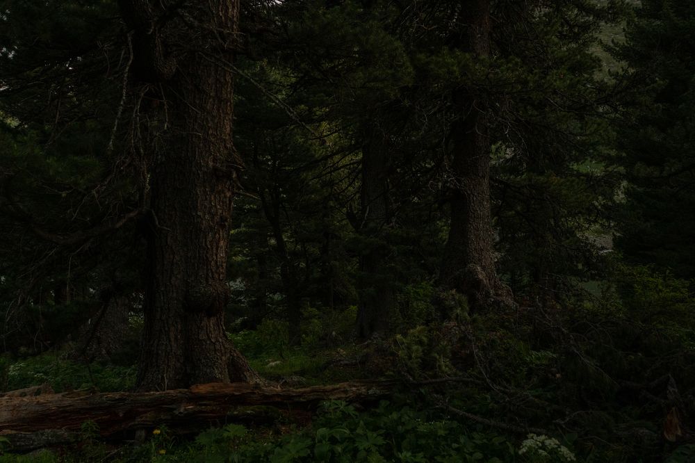 Photograph by Дмитрий Лоскутов