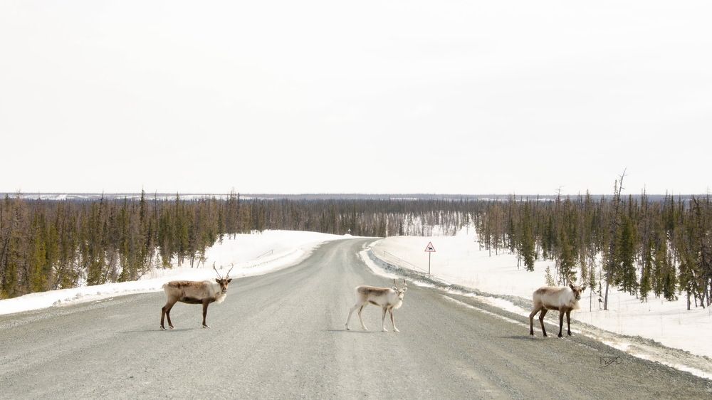 Фотография автора Мария Черница