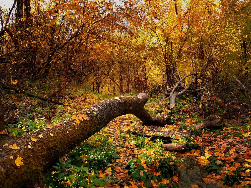 Photograph by Андрей Михайлин