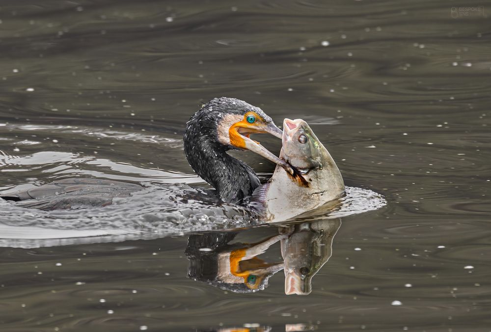 Photograph by Hardik Shah