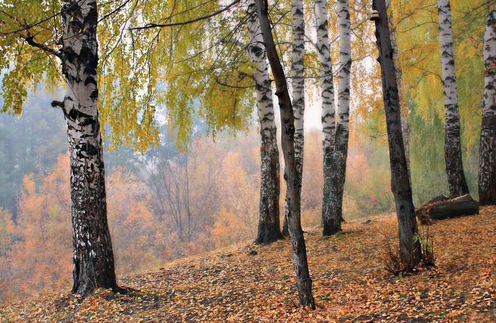 Туман на кордоне