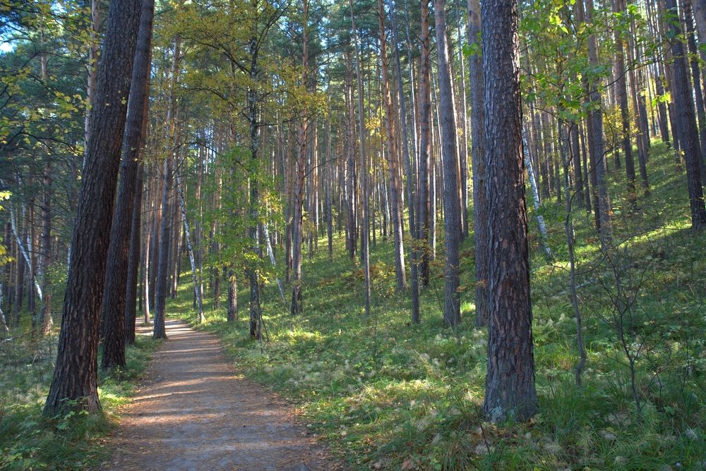 Фотография автора Сергей Чесноков