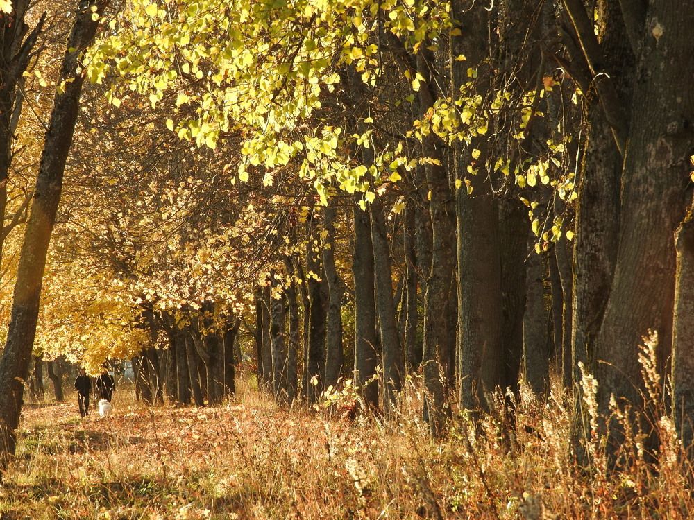 Фотография автора YURY RAMITSAN