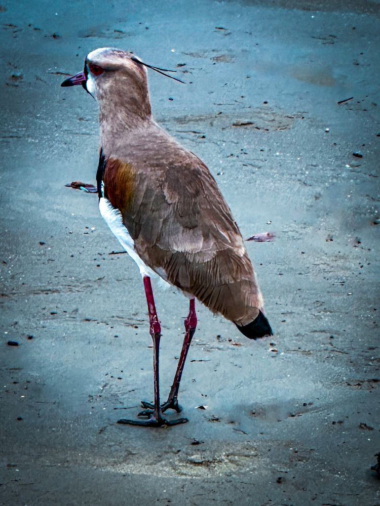 Фотография автора Regina Sant Anna
