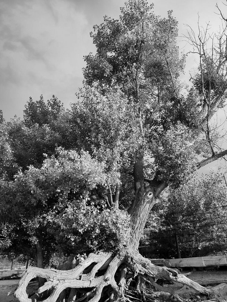 Photograph by Ася Батурина