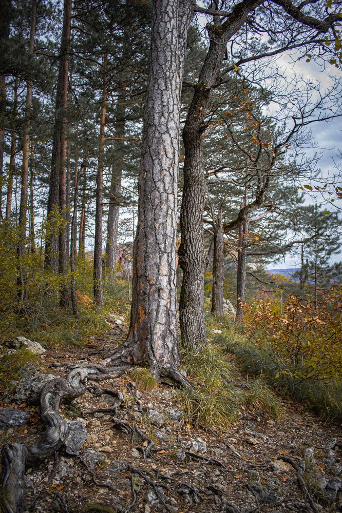 Фотография автора Олег Васильев