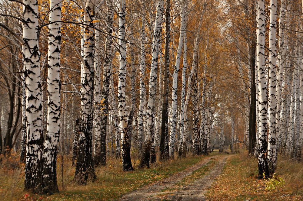 Photograph by Заболотская Ольга