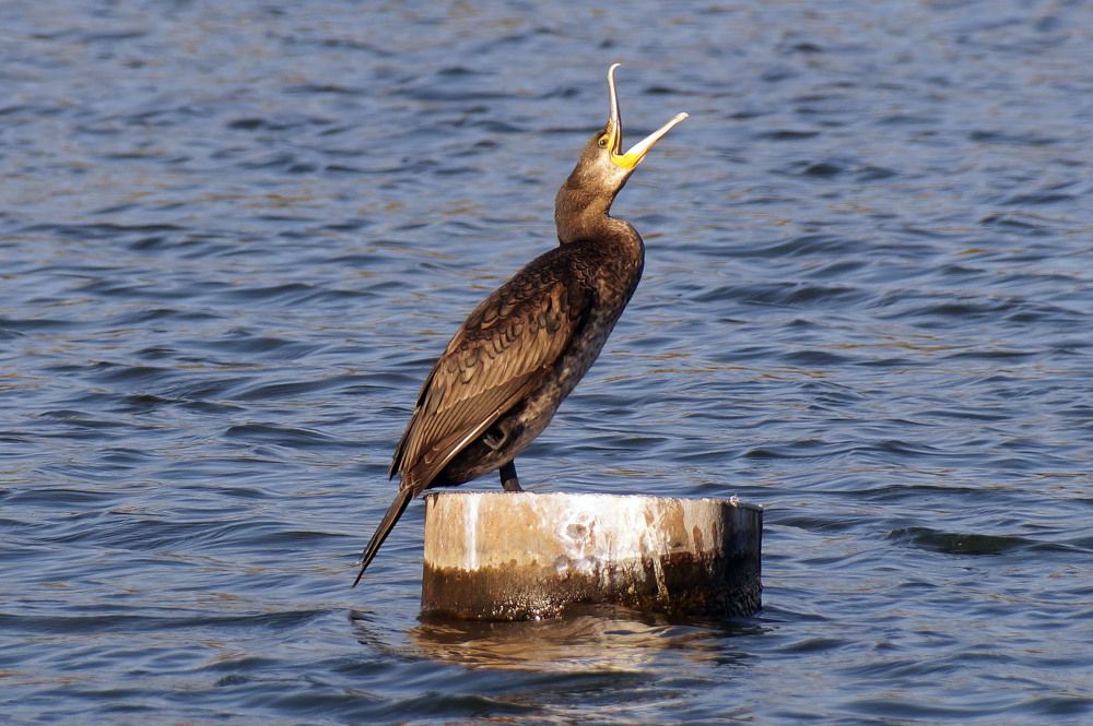 Photograph by Аlessandro