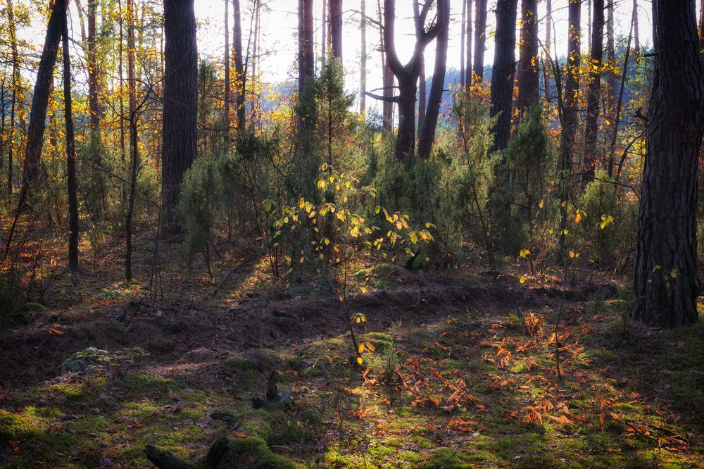 Photograph by Максим Серов