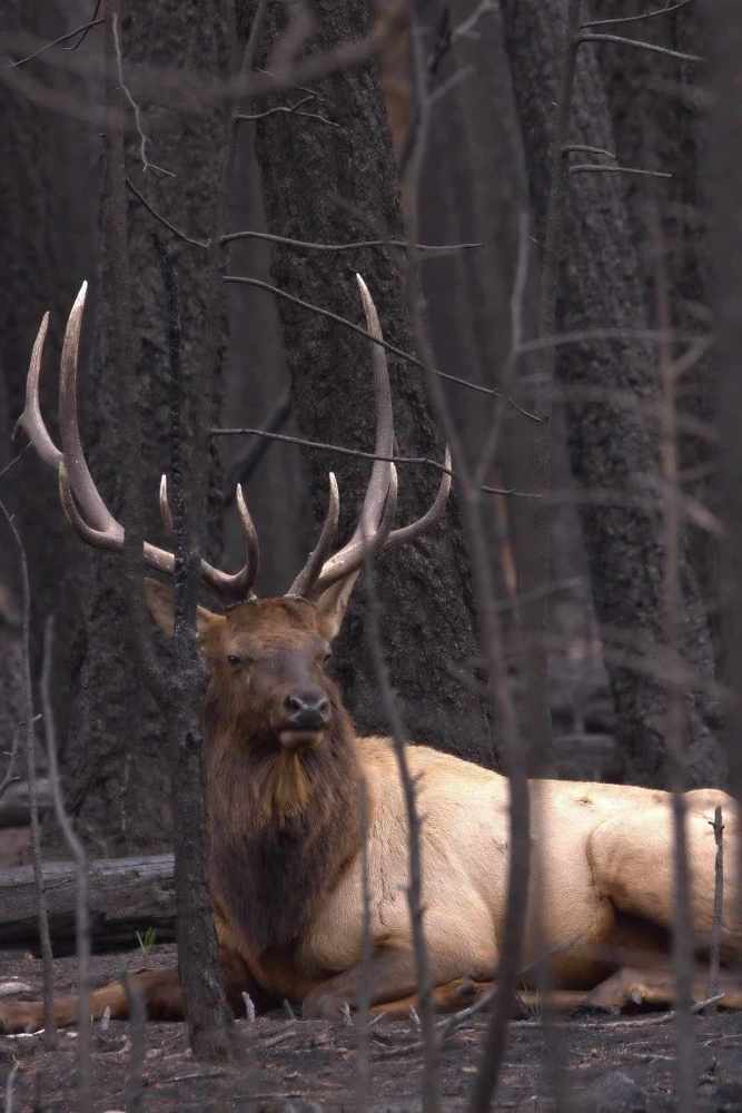 Resting Bull Elk
