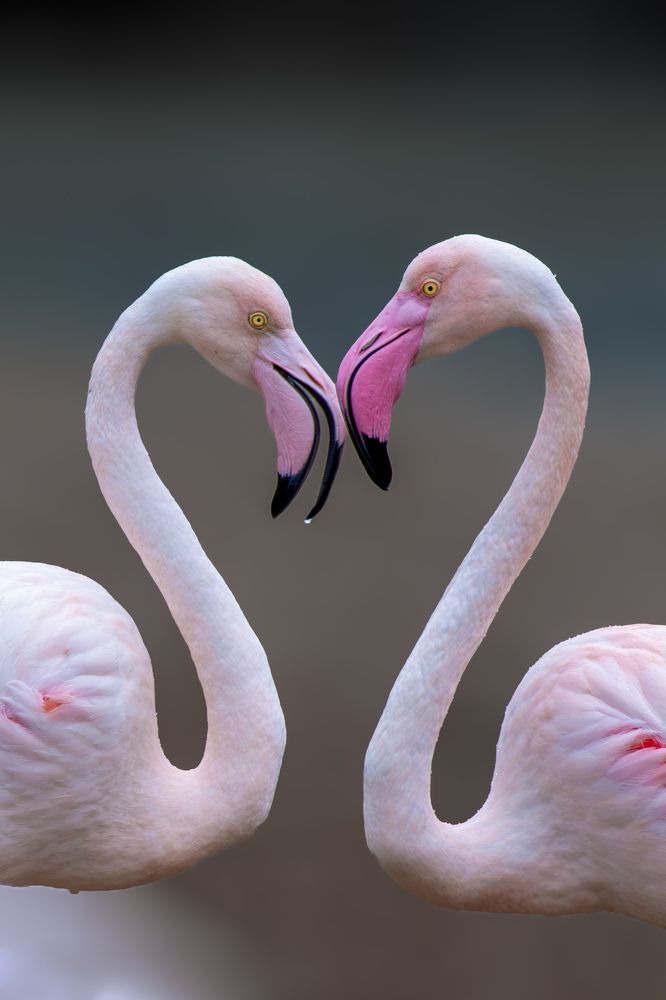 Photograph by Dr Manoj M Kumar