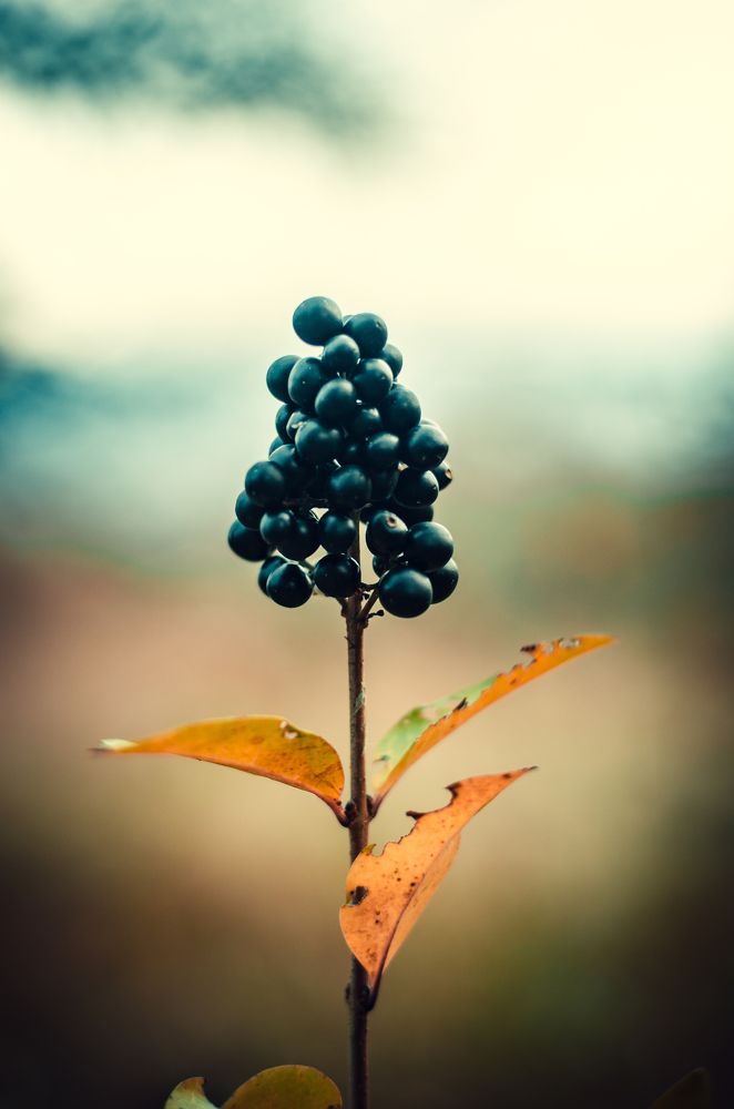 Photograph by Юлия Латышева