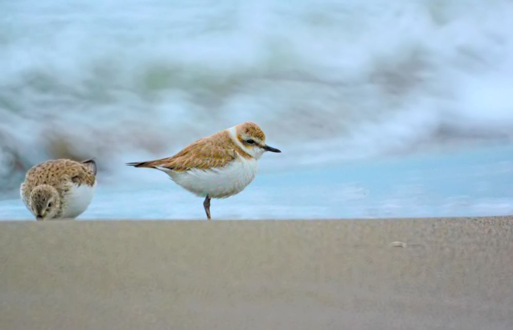 Photograph by Omid Mirshamsi