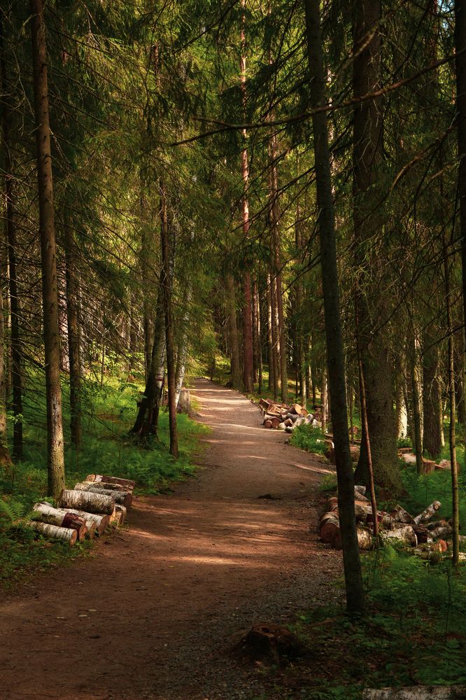 С полотна Шишкина