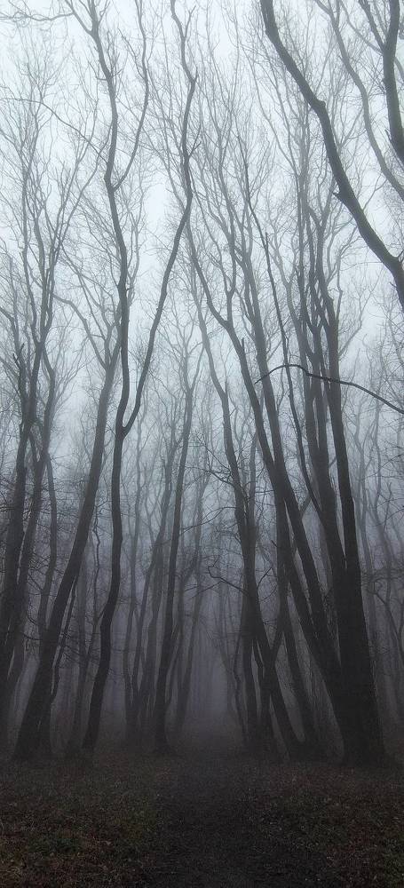 Photo #11233820