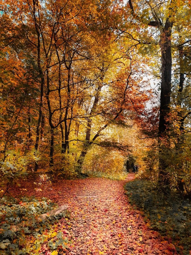 Фотография автора Irina Vornacheva