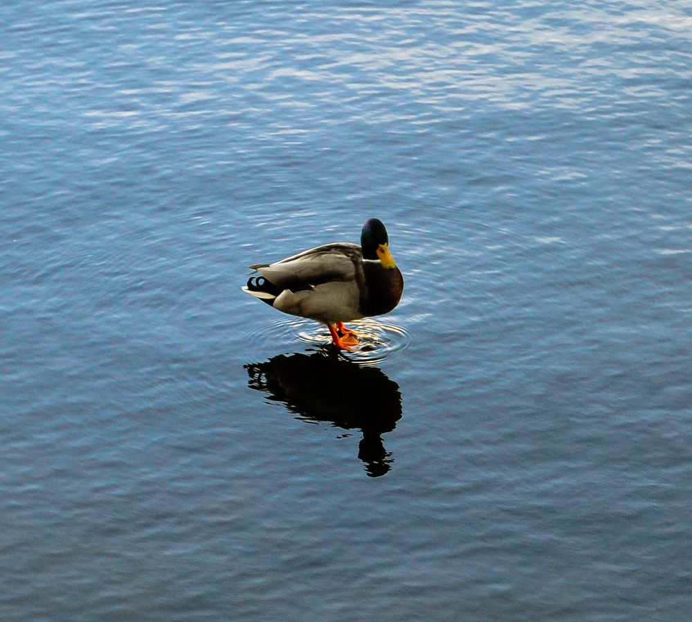 Photograph by Дайана