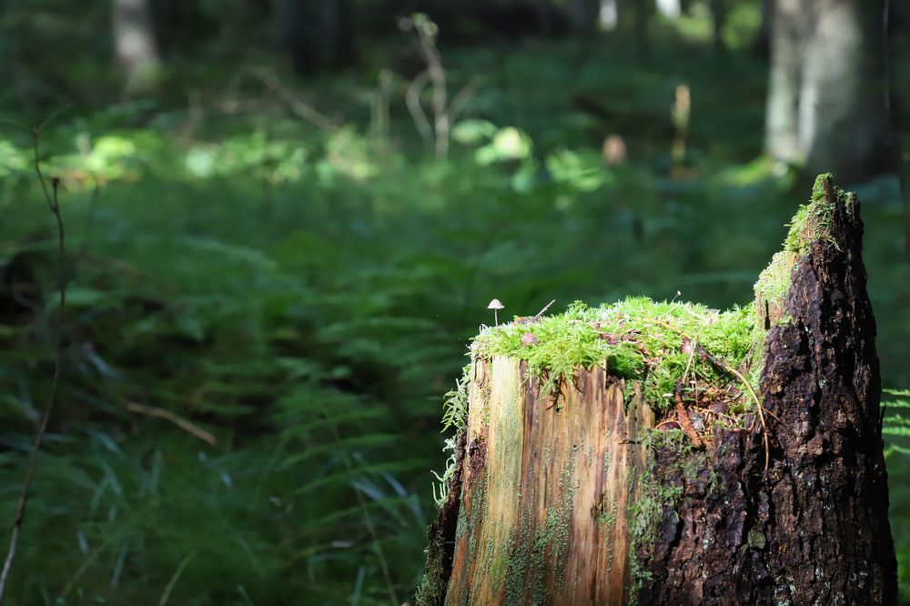 Photograph by Юлия Яковлева