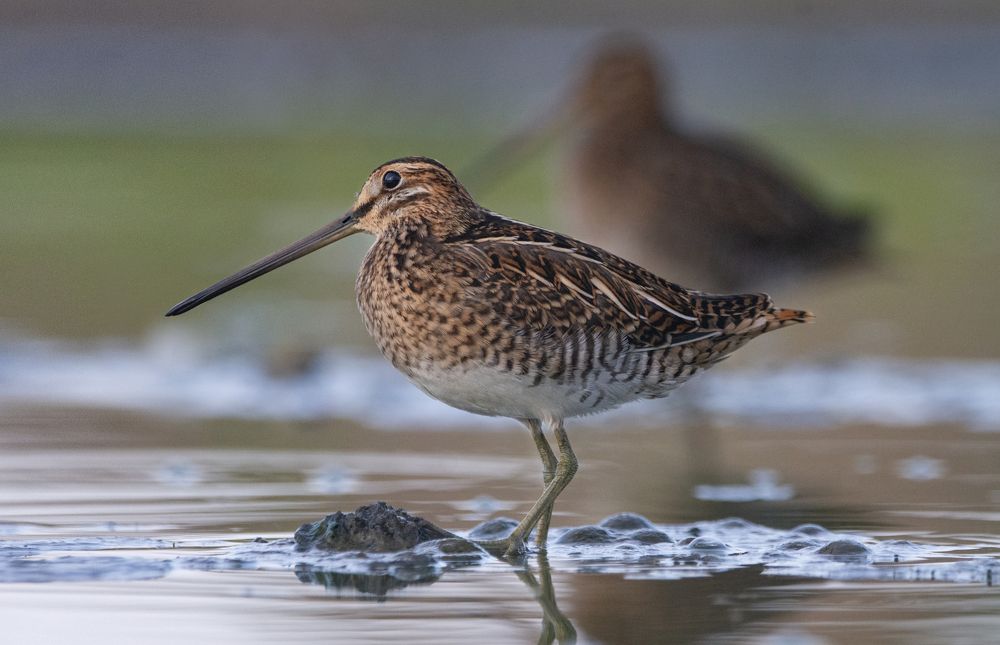 Фотография автора Татьяна Ливеровская