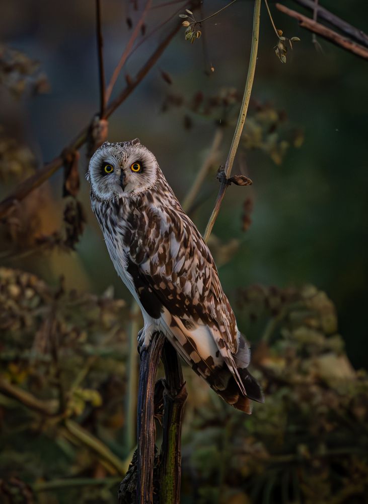 Фотография автора Ольга