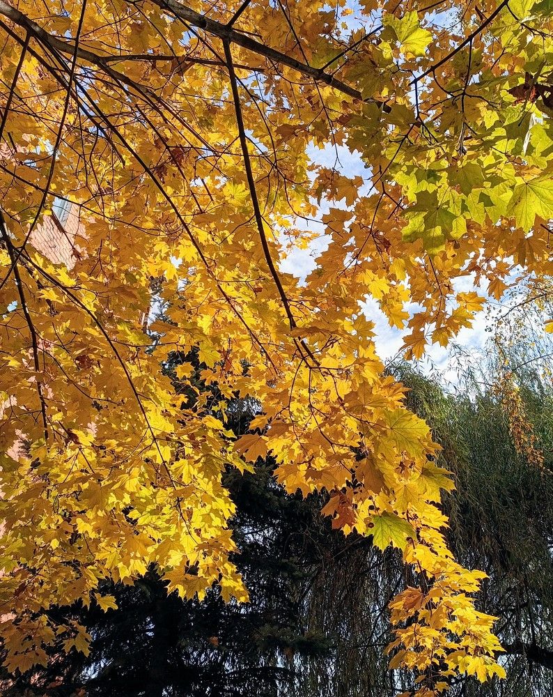 Photograph by Сидорова Ирина