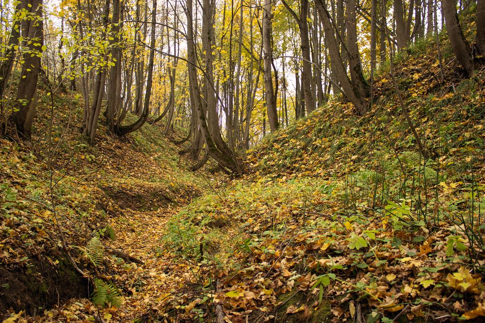 Photograph by Елена Беланенко