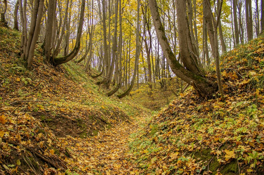 Photograph by Елена Беланенко