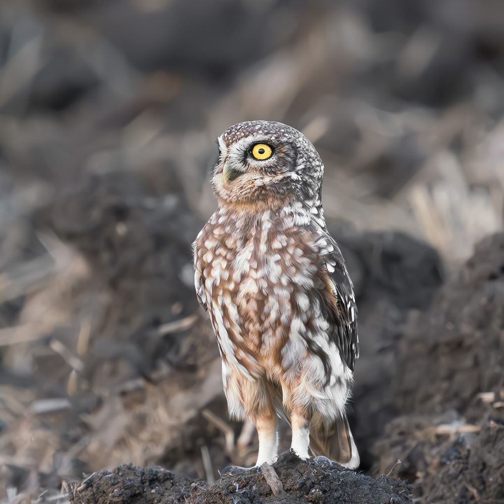 Photograph by hend neiazy