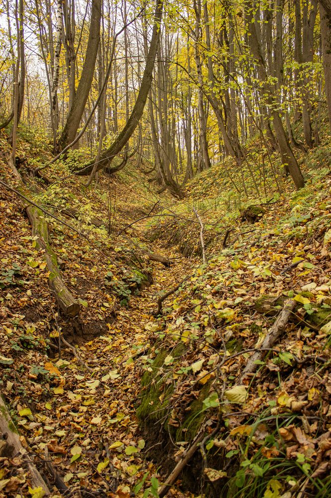 Photograph by Елена Беланенко