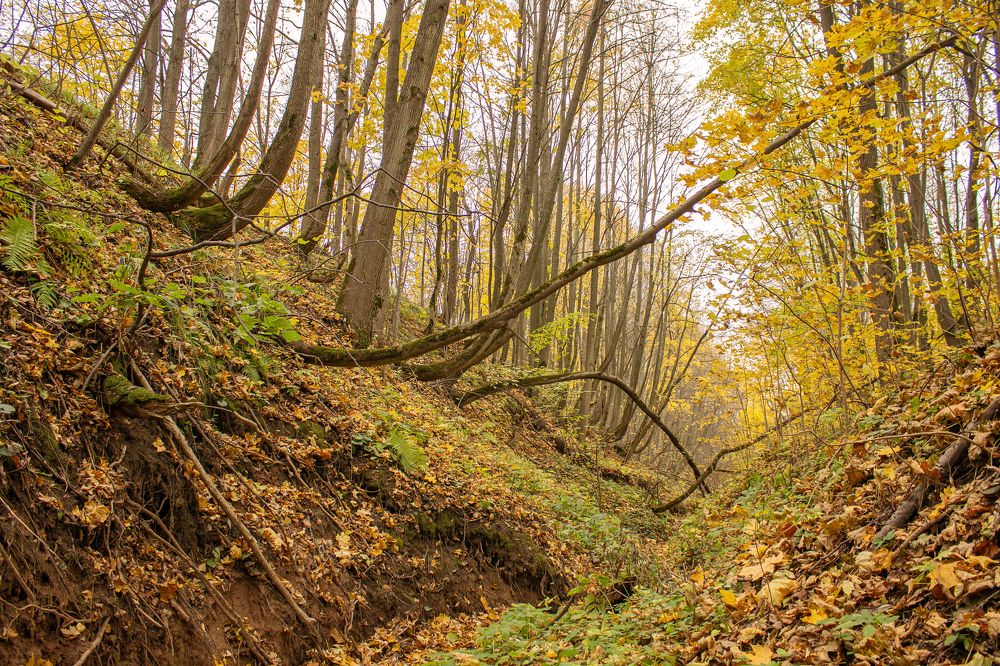 Photograph by Елена Беланенко