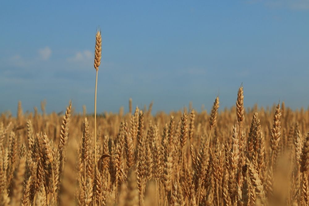Фотография автора Сергей Кульков