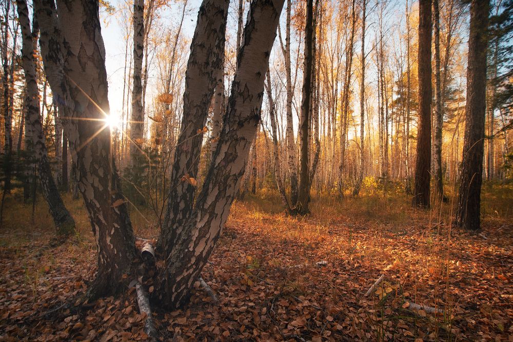 Фотография автора Petrova Anastasia