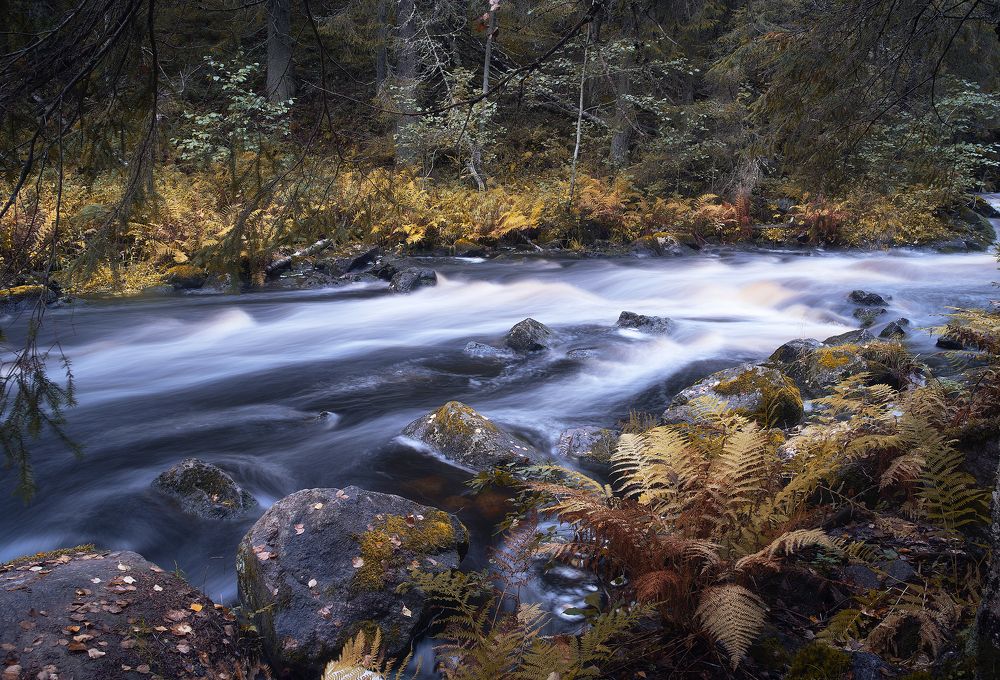 Фотография автора Petrova Anastasia