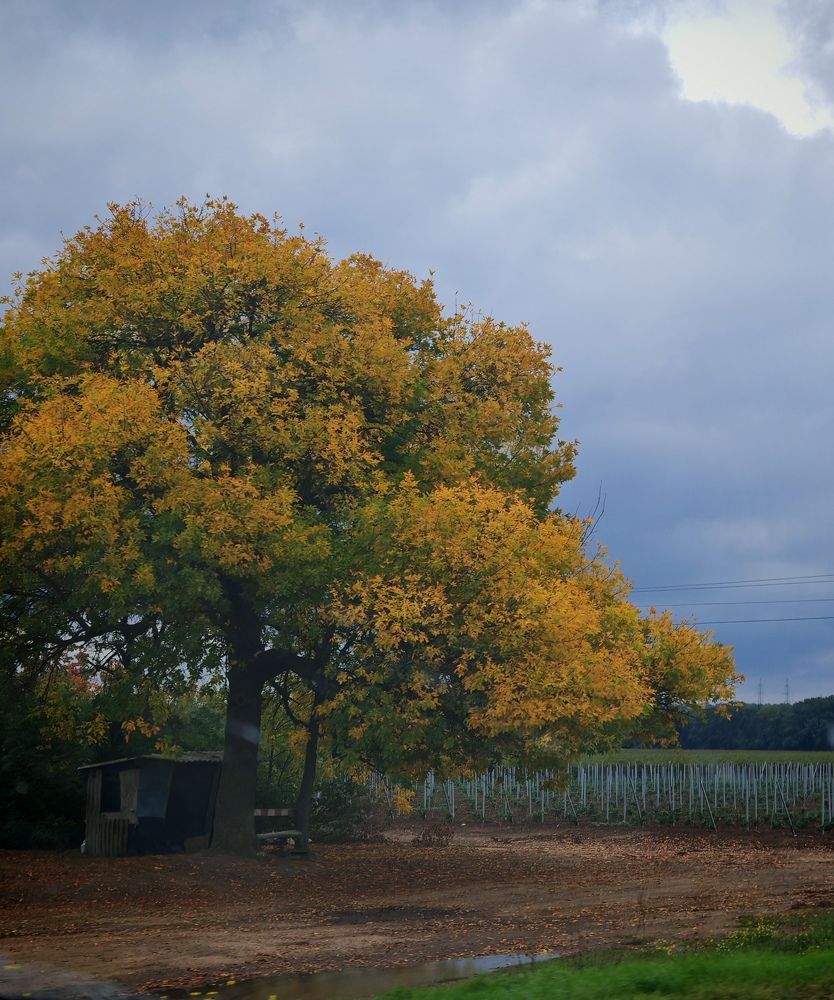 Photograph by Регина Джумалиева
