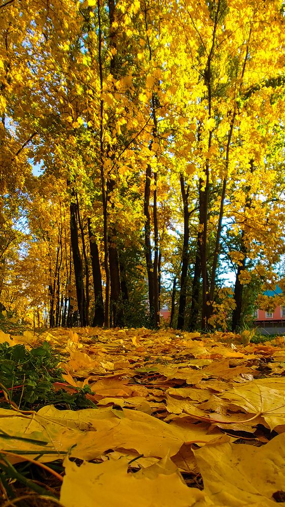 Фотография автора Elena Ku