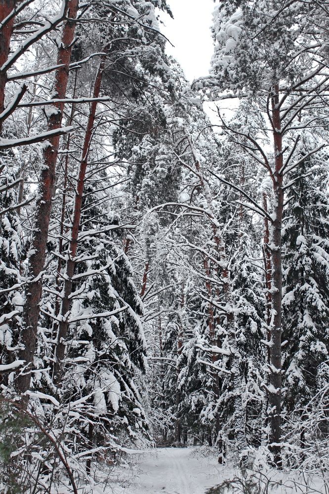 Подмосковье. Январь.