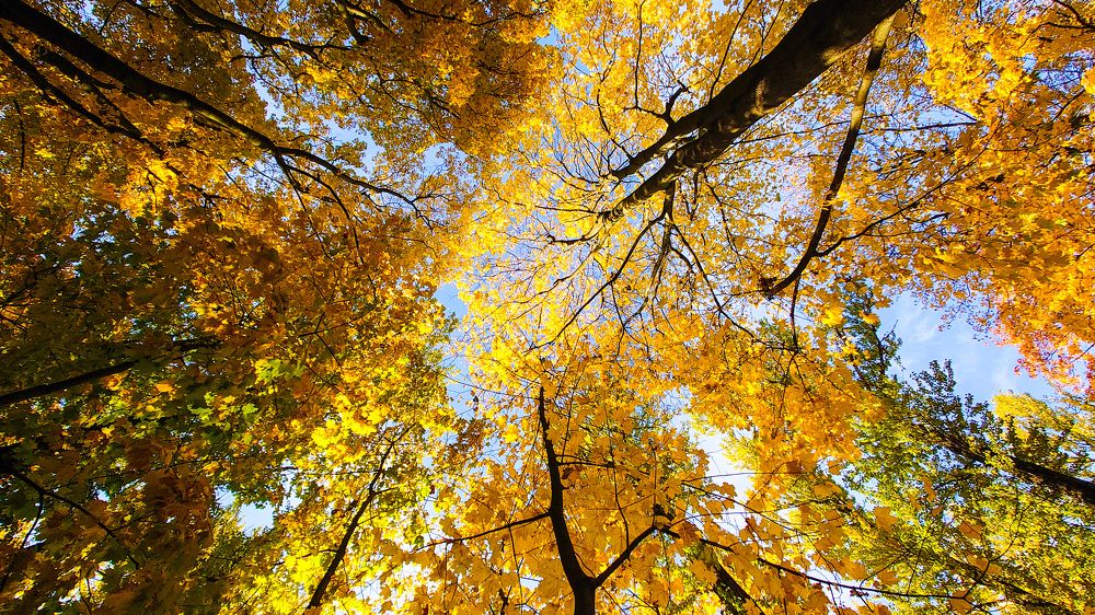 Фотография автора Elena Ku