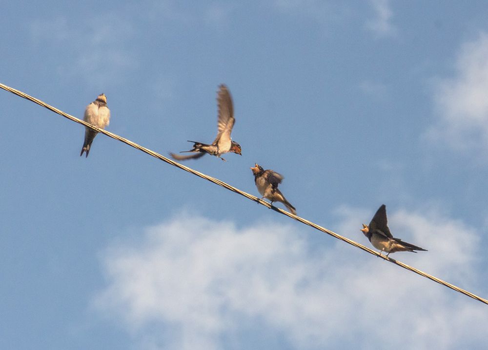 Фотография автора Борис Журавлёв