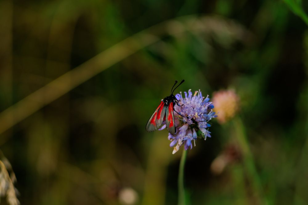 Photograph by Елена Квасова