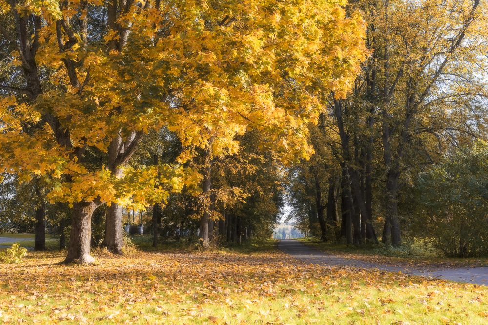 Фотография автора Анатолий