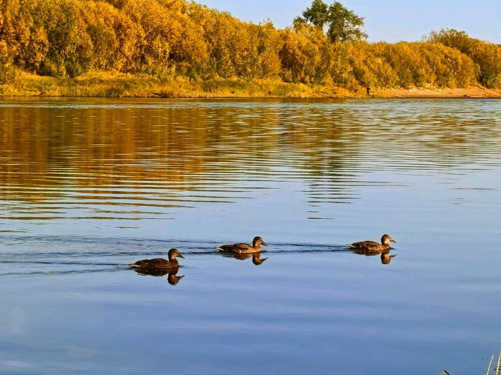 Утиная семья