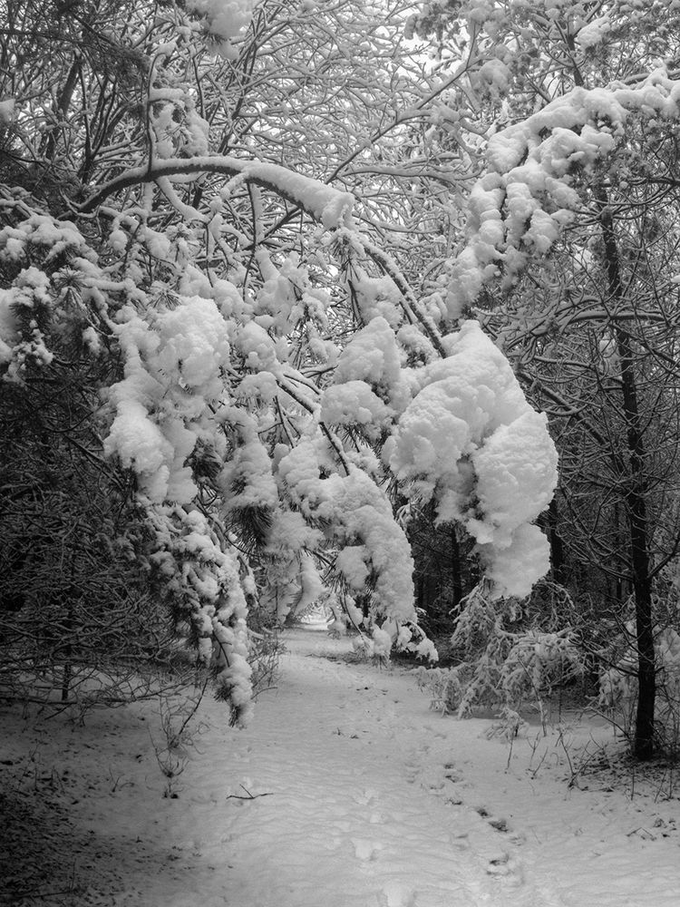 Фотография автора Борис Журавлёв