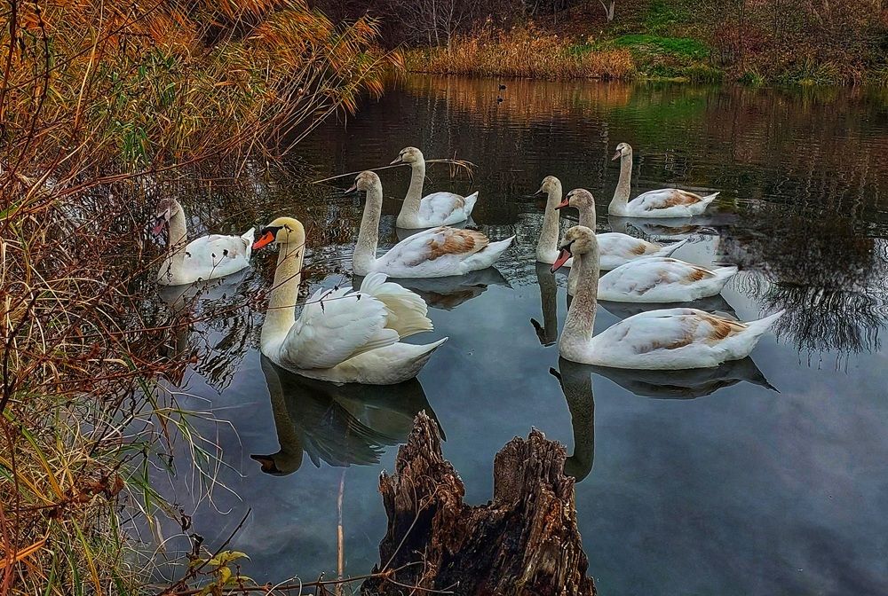 Photograph by Юлия Коробкова