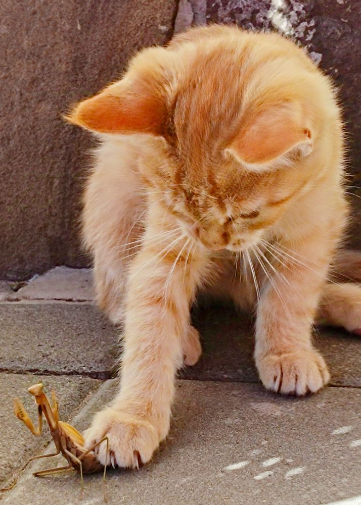 Фотография автора Светлана Анатольевна Чернышова