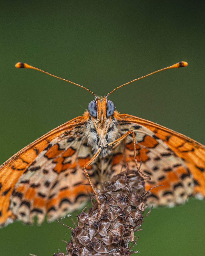 Photograph by Manzoni Paolo