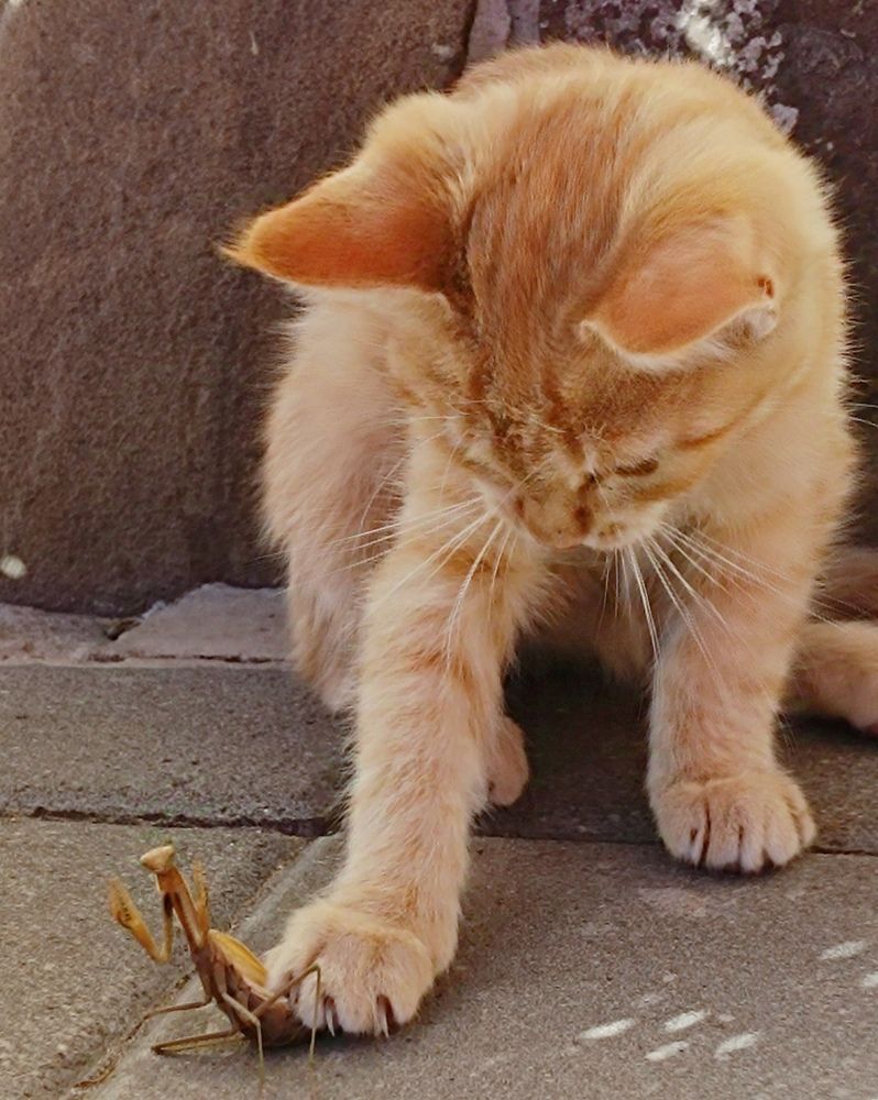 Фотография автора Светлана Анатольевна Чернышова