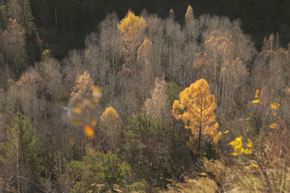 Фотография автора Галина Аверьянова